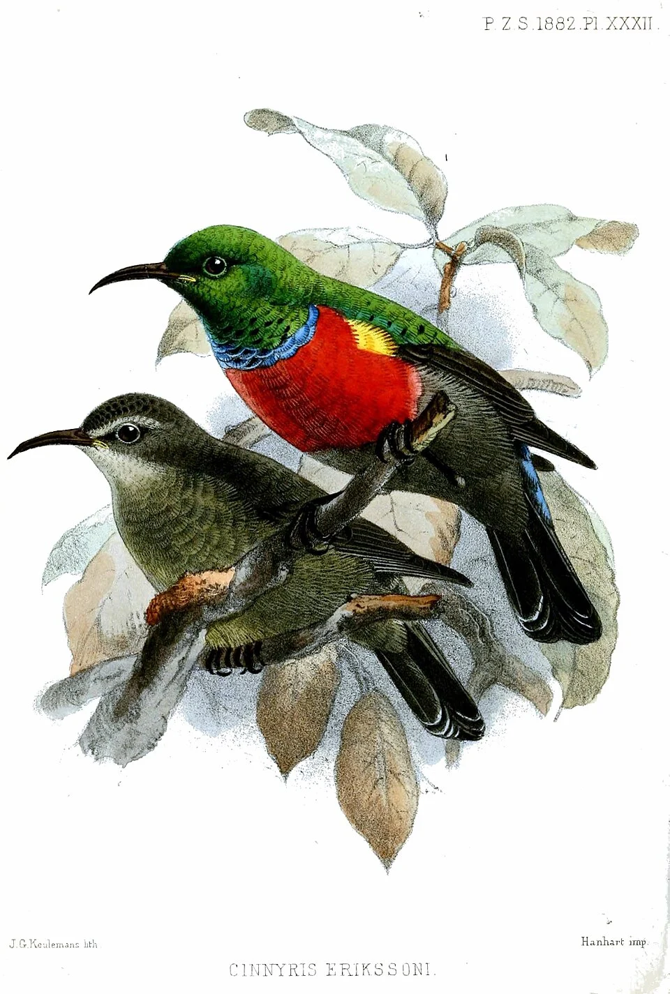 Montane Double-collared Sunbird, adult male (above) and female (below)
