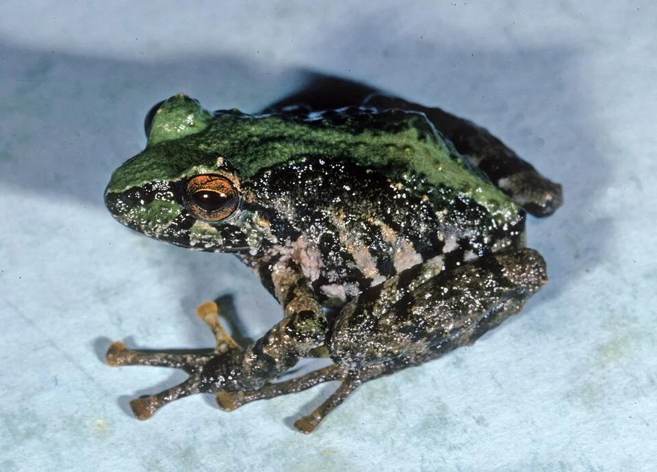 Pristimantis chloronotus