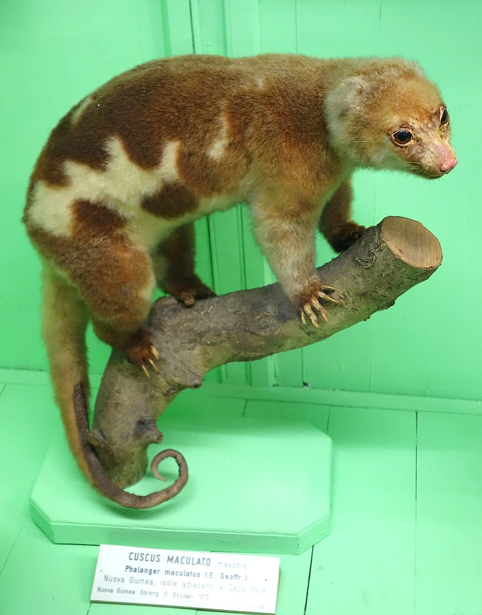 Exhibit in the Museo Civico di Storia Naturale di Genova, Via Brigata Liguria, 9, 16121, Genoa, Italy. Photography was permitted in the museum without restriction.