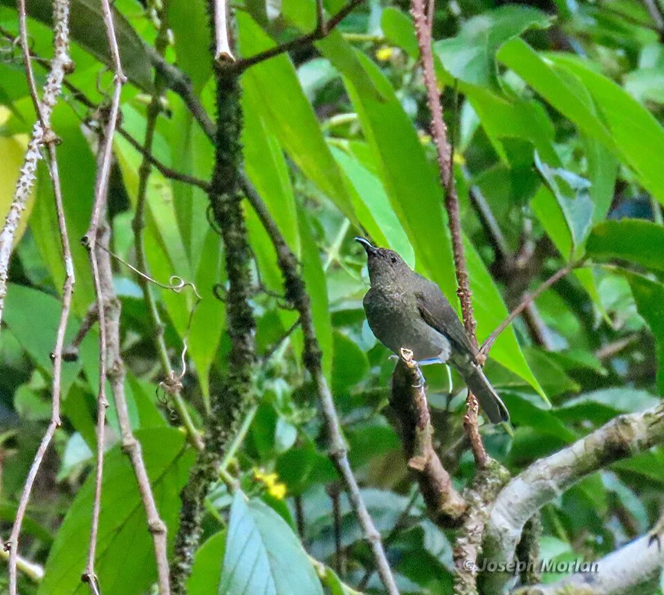 Myzomela blasii, Central Maluku Regency, Maluku, Indonesia, 2023-11-11 (iNaturalist).