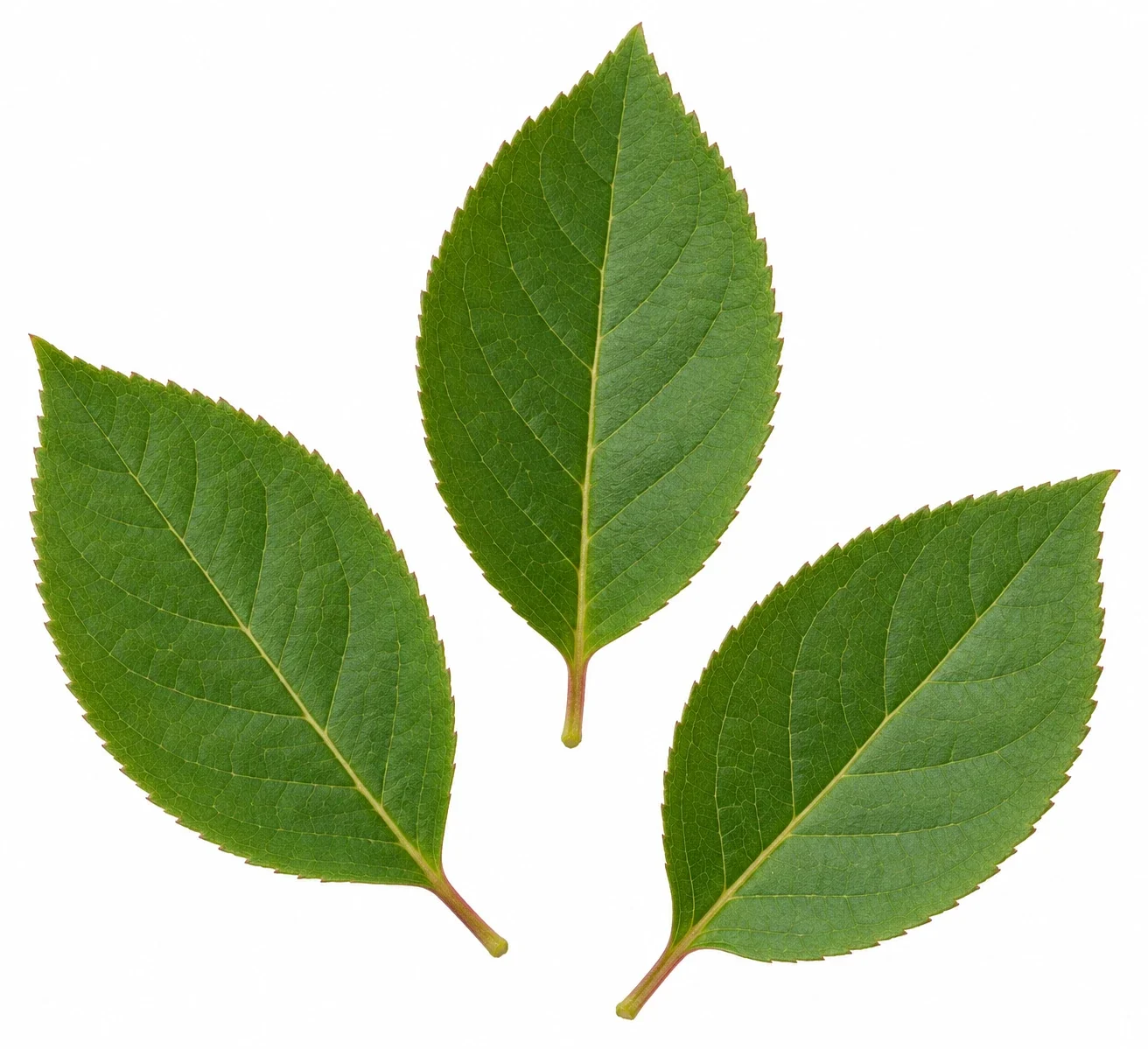 Virginia sweetspire leaves.