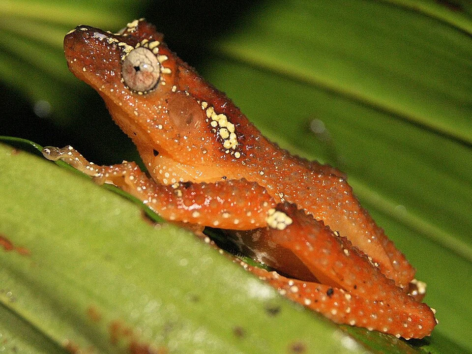 Nyctixalus margaritifer - Pearly Tree Frog
