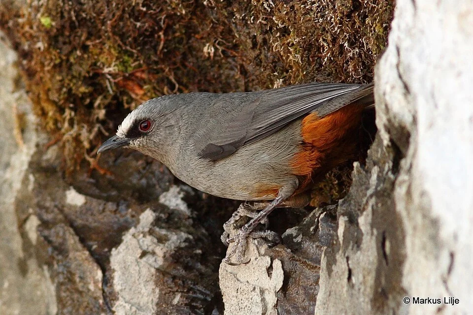 Sylvia galinieri, Lalibela, Amhara, Ethiopia, 2012-02-02 (iNaturalist).