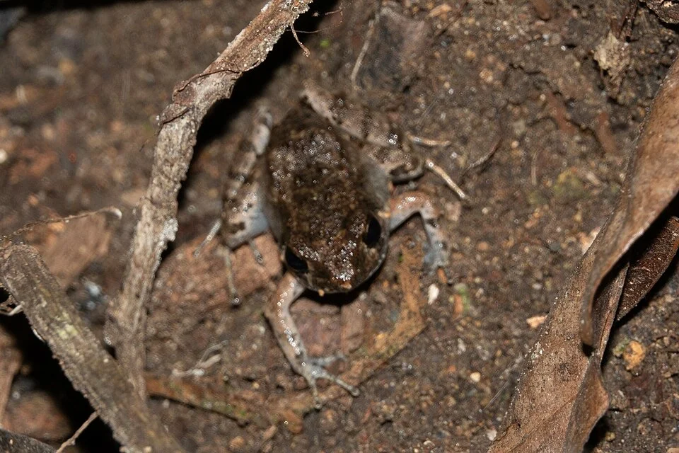Photo of Chimbo Frog uploaded from iNaturalist.