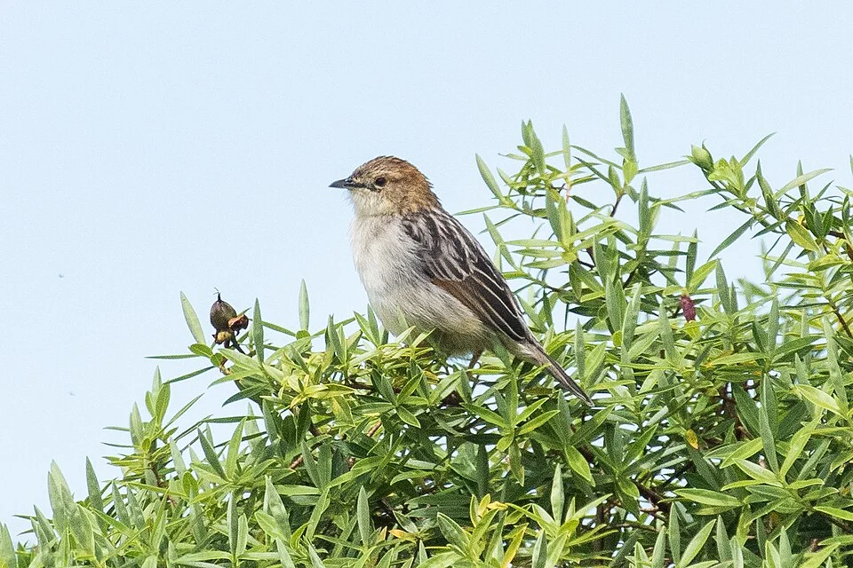 Cisticola aberdare
