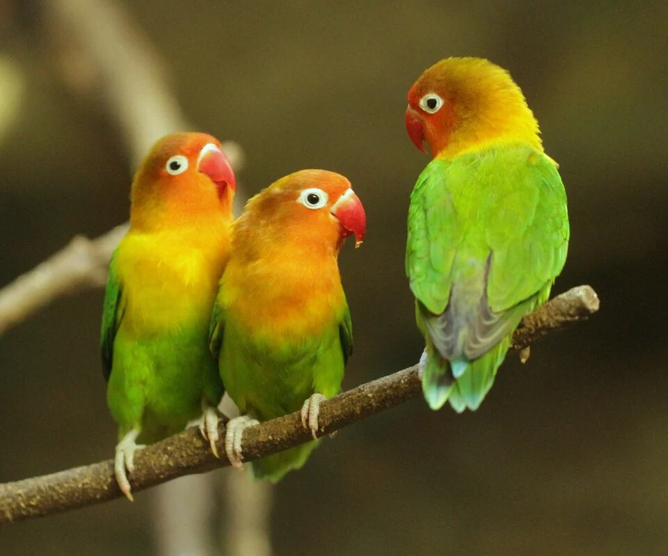 Three Fischer's Lovebirds at Ueno Zoo, Japan.