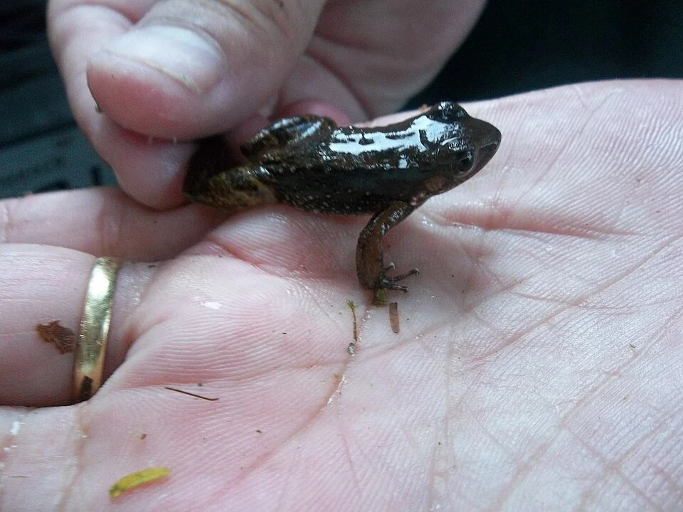 Photo of Hylodes pipilans uploaded from iNaturalist.