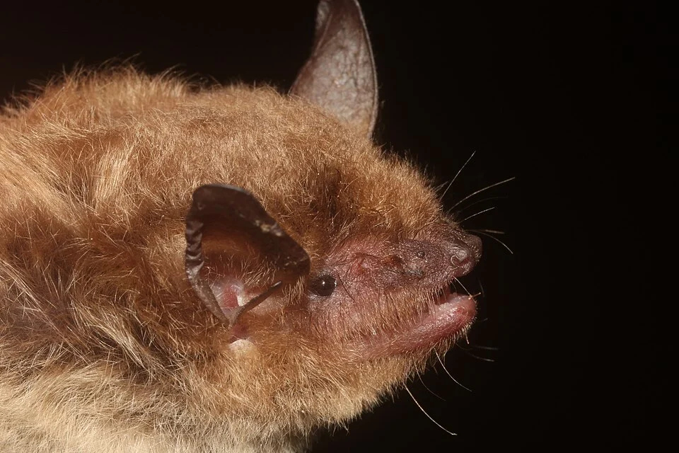 Photo of peninsular myotis uploaded from iNaturalist.