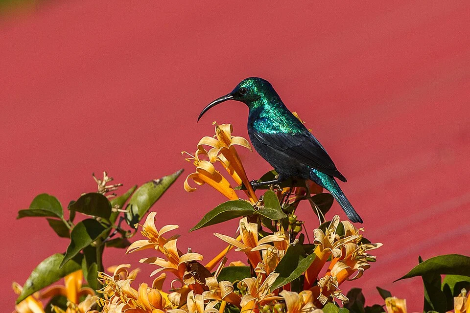 Malagasy green sunbird (Cinnyris notatus)