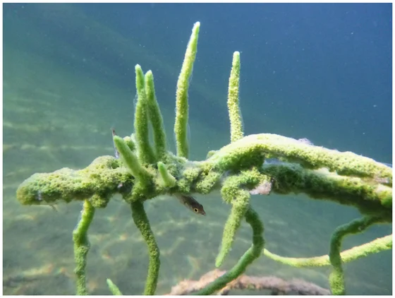 Representative Spongilla lacustris freshwater sponge with green branching projections photographed by Sally Leys,2025figure1