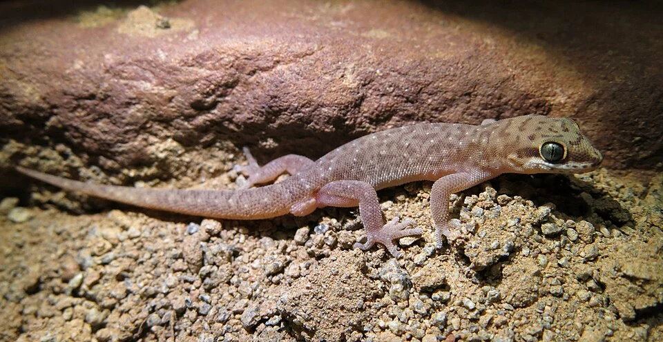 Pachydactylus punctatus, Soutpansberg, South Africa