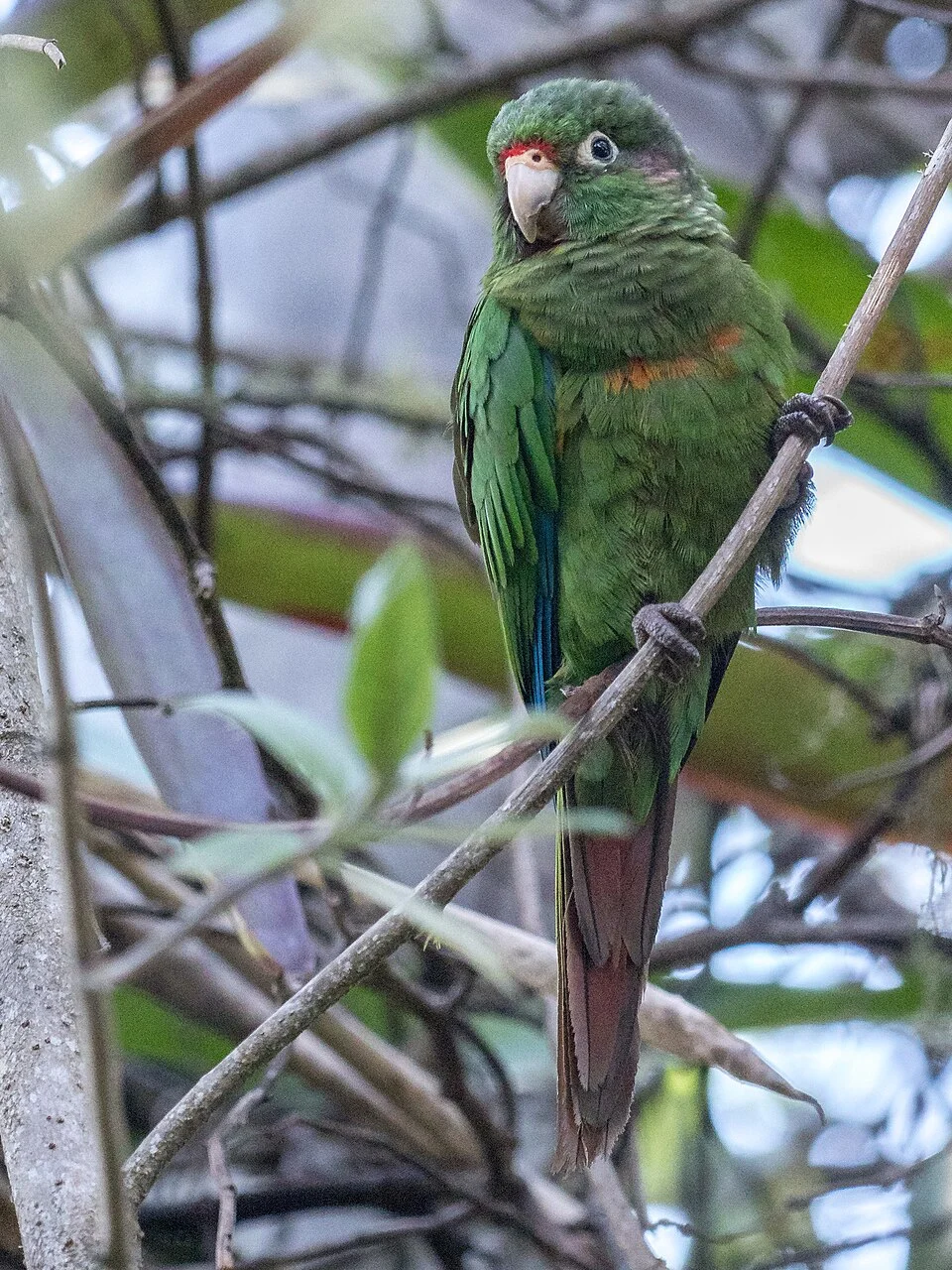 Santa Marta Parakeet (Pyrrhura viridicata)