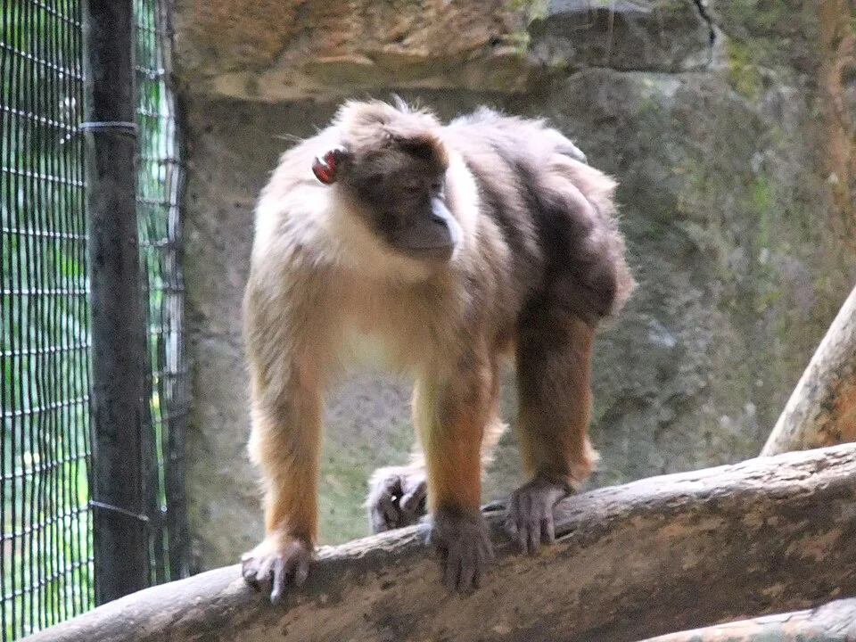 Pagai Island Macaque (Macaca pagensis), Safari Park, Cisarua, West Java, Indonesia