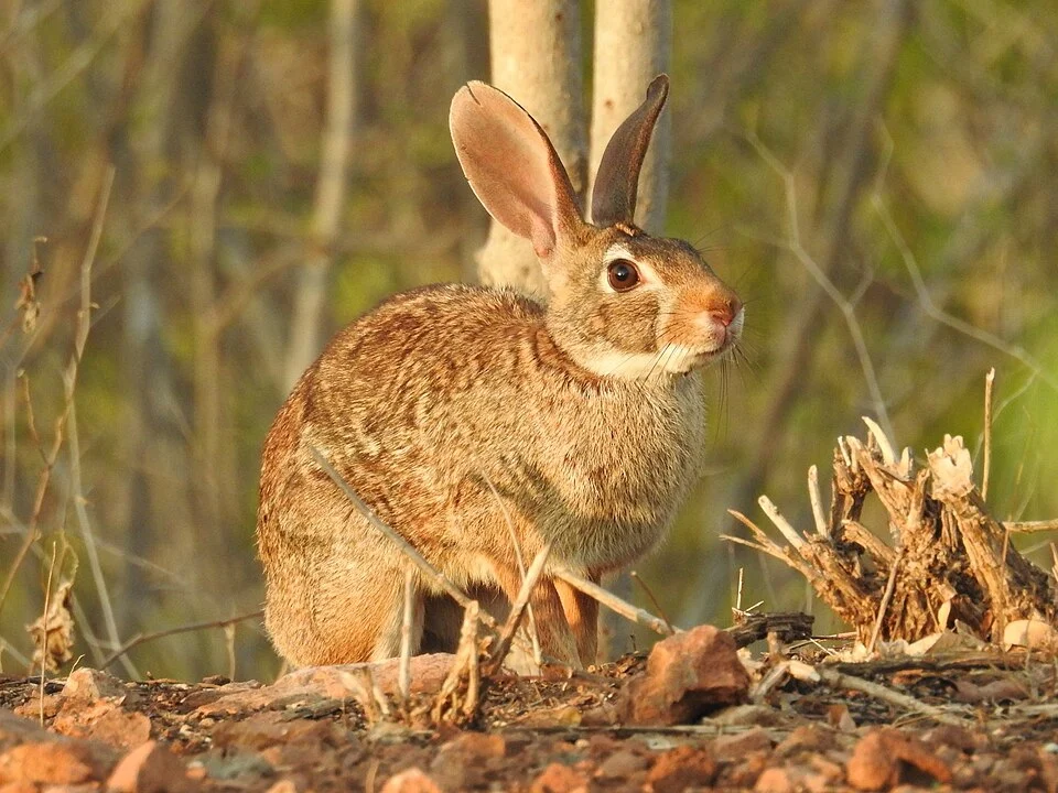 Mexican Cottontail (Sylvilagus cunicularius) in San Ignacio, Sinaloa, Mexico