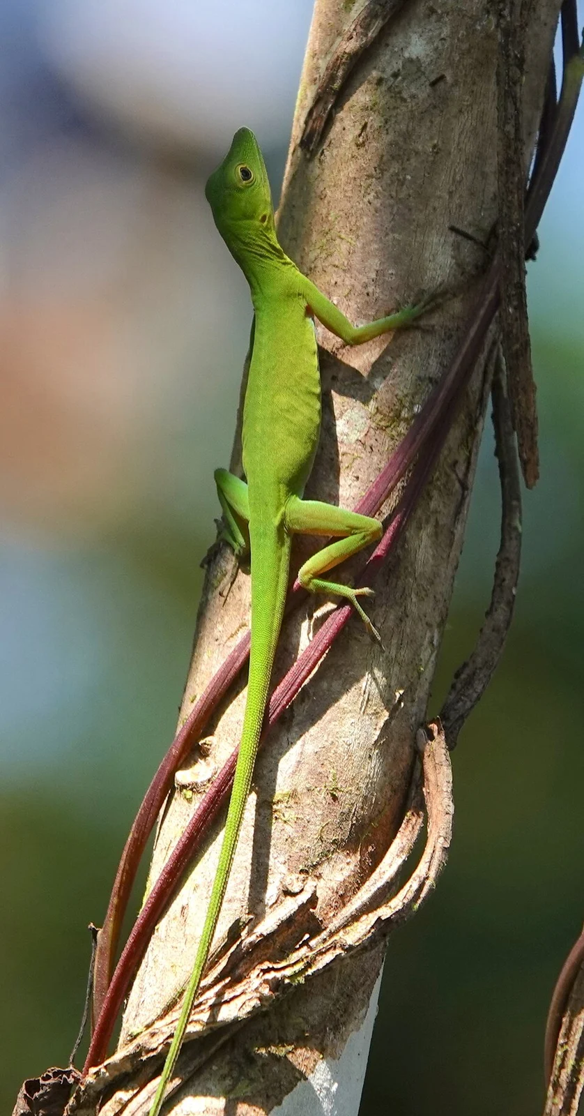 Boulenger's Green Anole (Anolis chloris)