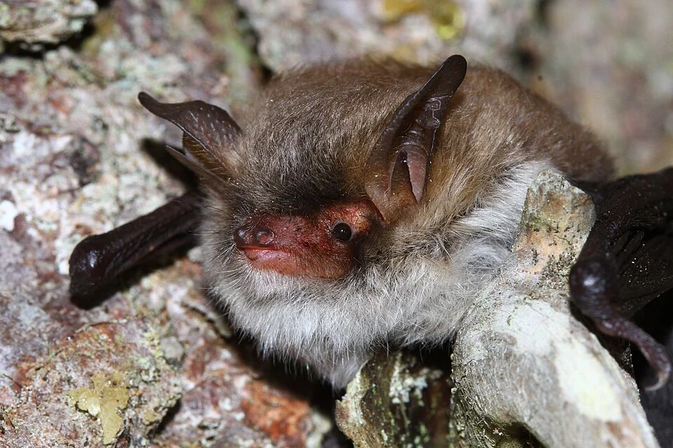 Myotis crypticus pictured on a swarming site from the Jura Mountains in the province of Vaud.