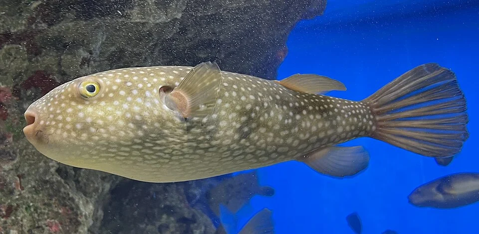 ホシフグ。ja:下関市立しものせき水族館飼育展示個体。