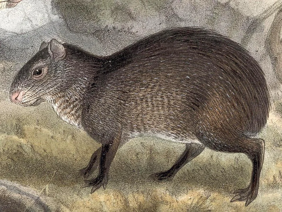 Dasyprocta mexicana