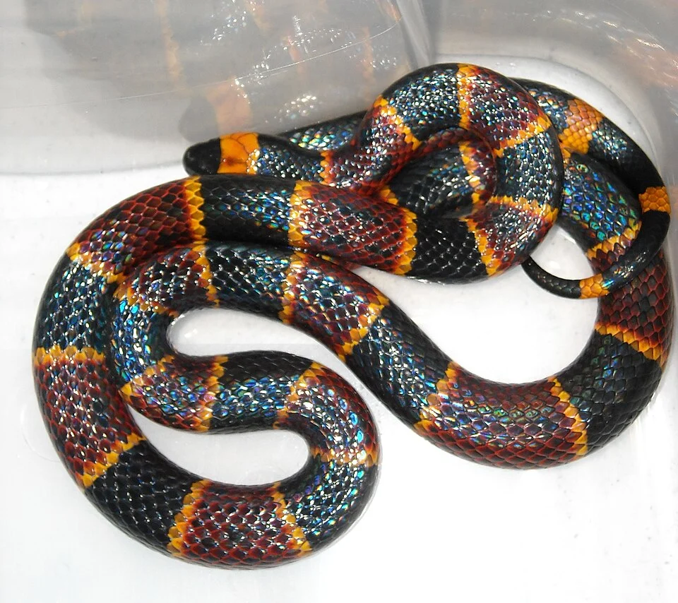 Micrurus fulvius, Eastern Coral Snake, Jacksonville, FL