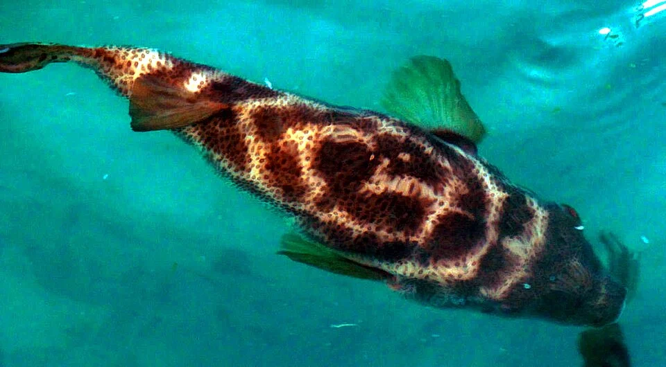 Bullseye puffer (Sphoeroides annulatus), Galapagos Islands, Ecuador