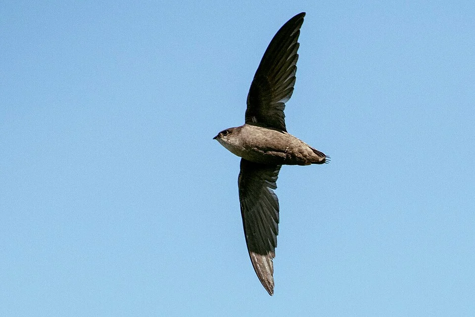 Chimney Swift (Chaetura pelagica), by Lake Erie, Cleveland, Ohio, United States