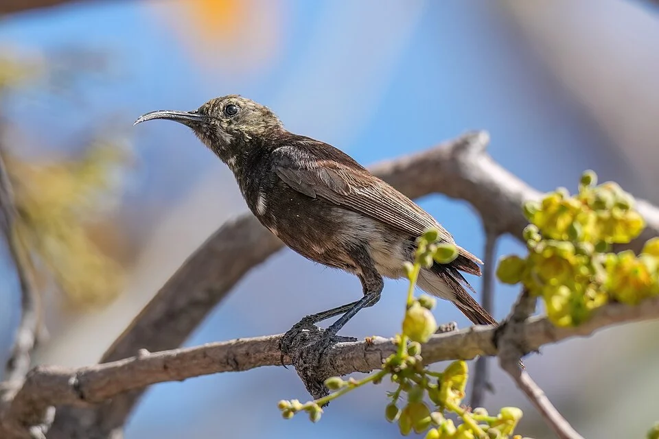 Dusky sunbird in Damaraland, Namibia