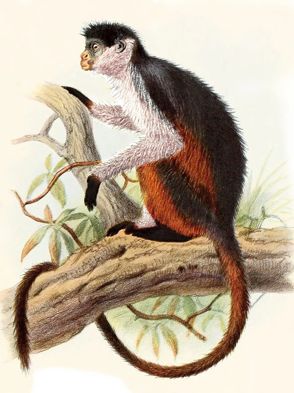Piliocolobus epieni; derived from image of Colobus ferrugineus = Piliocolobus badius badius
