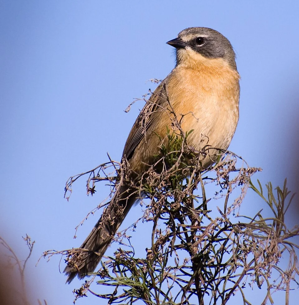MONTERITA CABEZA GRIS Donacospiza albifrons
Fotografia tomada en Canelones - Uruguay
