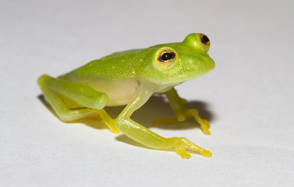 Hyalinobatrachium vireovittatum in Panama.