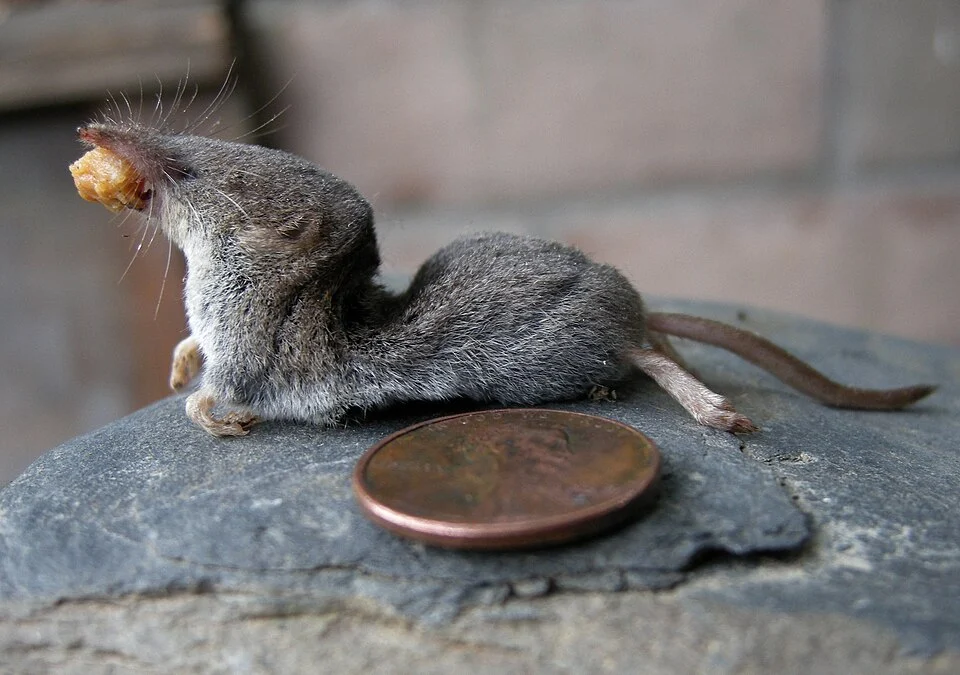 Trowbridge's Shrew (Sorex trowbridgii) observed by bob-dodge published with captionː "This is a Trowbridge Shrew, confirmed by Targe Lindsay at Stanford. It was caught in a rat trap, hence the swayback. It still has some peanut butter in its' mouth. The penny is for size comparison. I have since caught several of these small rodents which explain sprung traps but no evidence of what did the springing."
