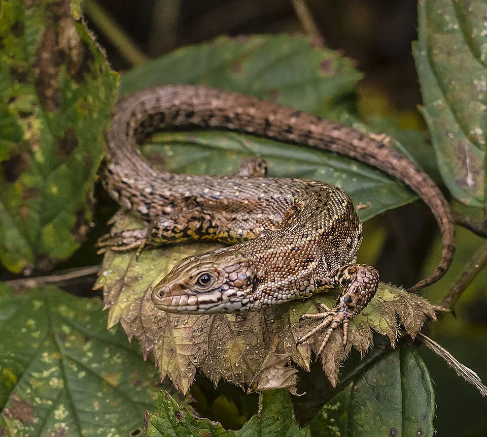 Viviparous lizard (Zootoca vivipara) in the Aamsveen, The Netherlands