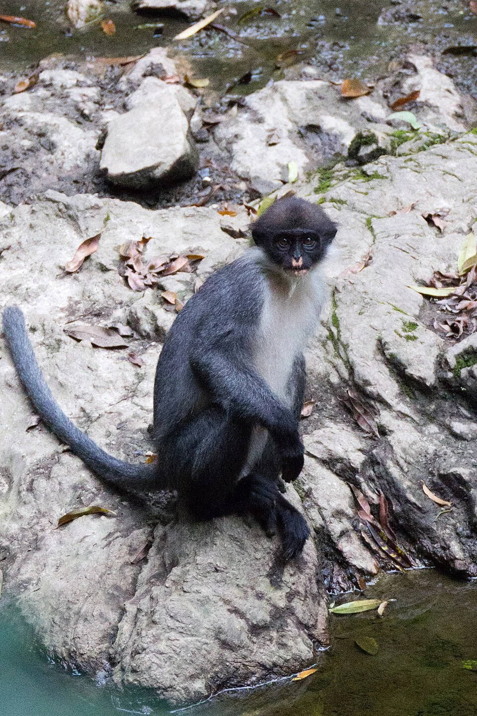 Miller's grizzled langur (Presbytis hosei canicrus).
Original caption: Brent Loken, a PhD student in SFU's resource and environmental management program, discovered a rare monkey in the Bornean rainforest last June that many thought was extinct.