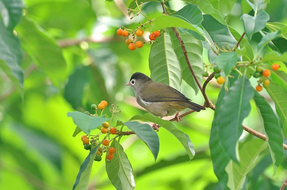 Black-capped Speirops (Zosterops lugubris)