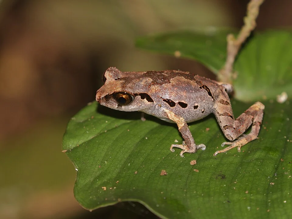 Leptobrachella heteropus - Variable Litter Frog in Yala, Thailand. Photo by Ian Dugdale. Original iNaturalist observation here: https://www.inaturalist.org/observations/301781629