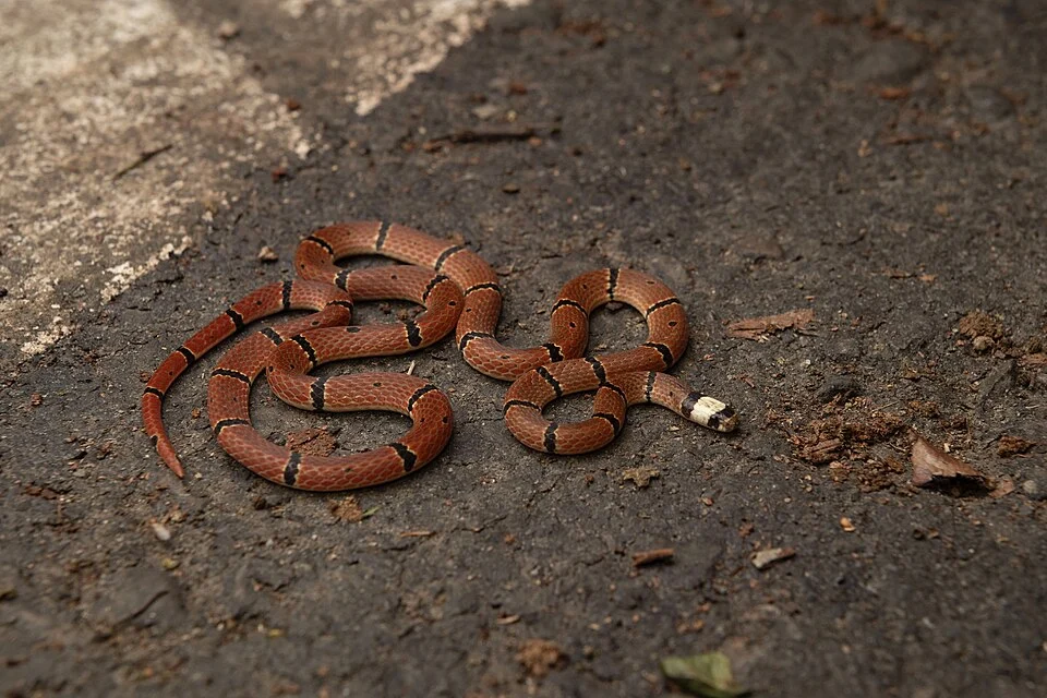 Swinhoe's Temperate Asian Coralsnake (Sinomicrurus swinhoei). Baling, Taoyuan, Taiwan.