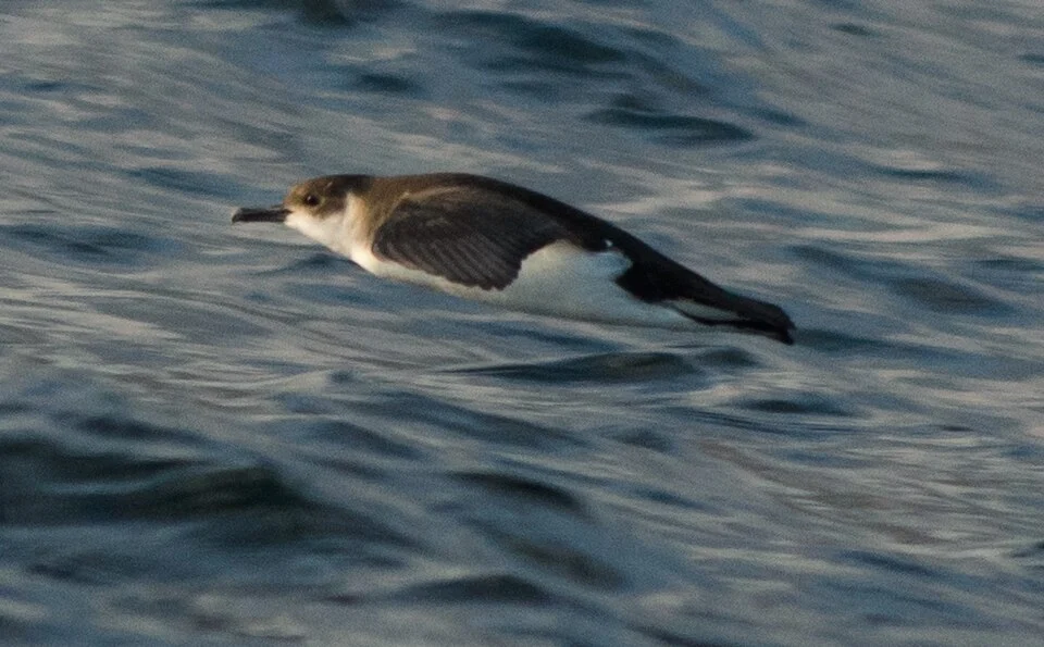 Little shearwater (Puffinus assimilis), Madeira