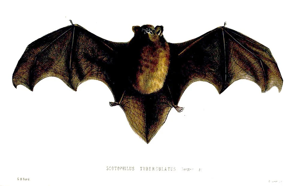 Scotophilus tuberculatus