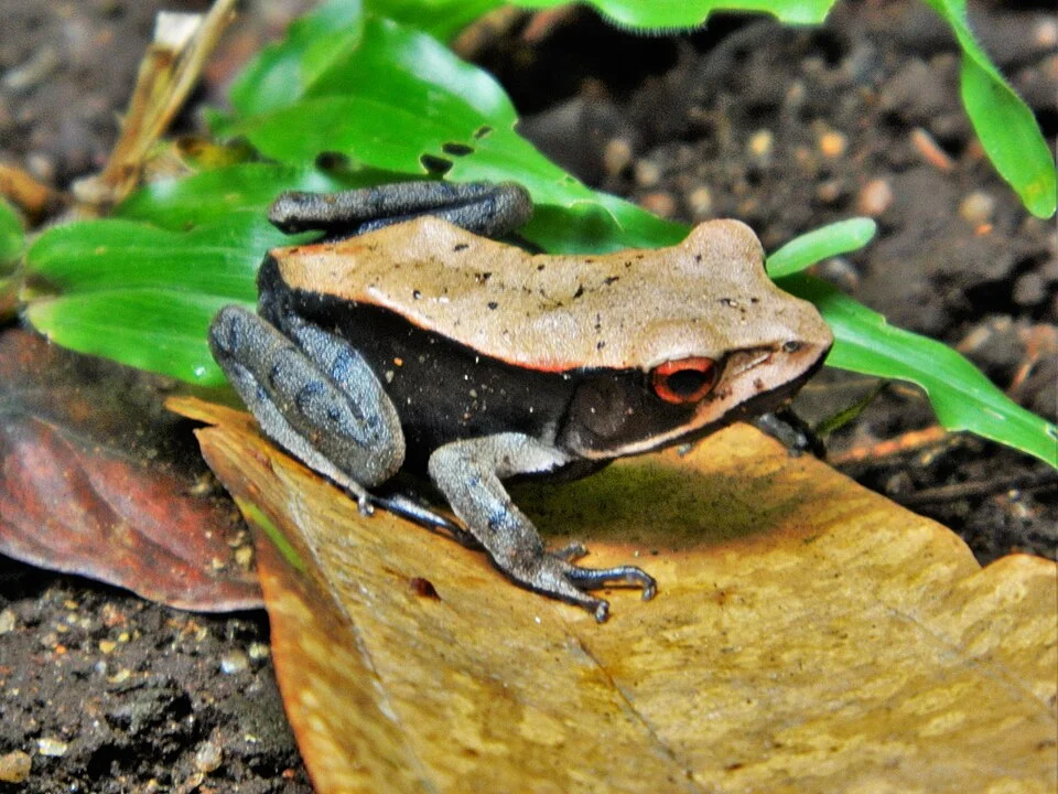Bicolored Frog ( Clinotarsus curtipes ) also known as Malabar Frog at the Periyar National Park and Wildlife Sanctuary, Kerala, India.