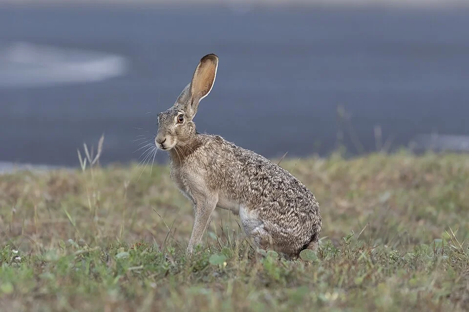 A Black-tailed Jackrabbit (Lepus californicus) South Padre Island, Texas, USA.