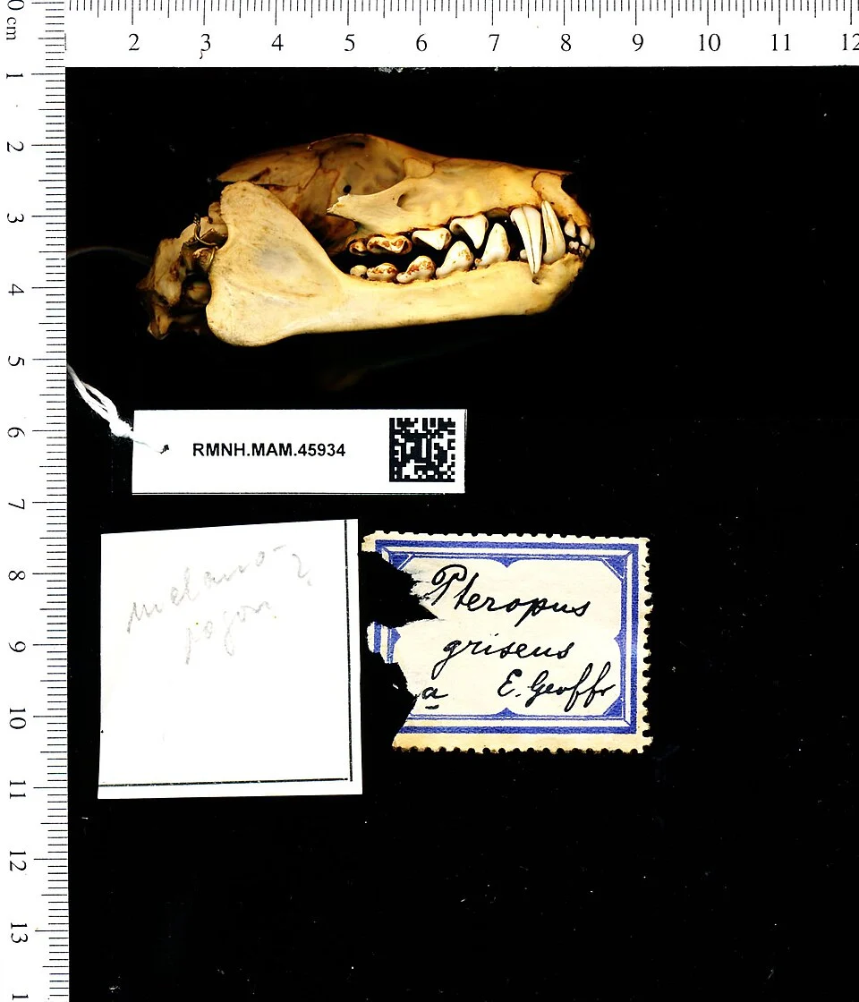 Pteropus melanopogon