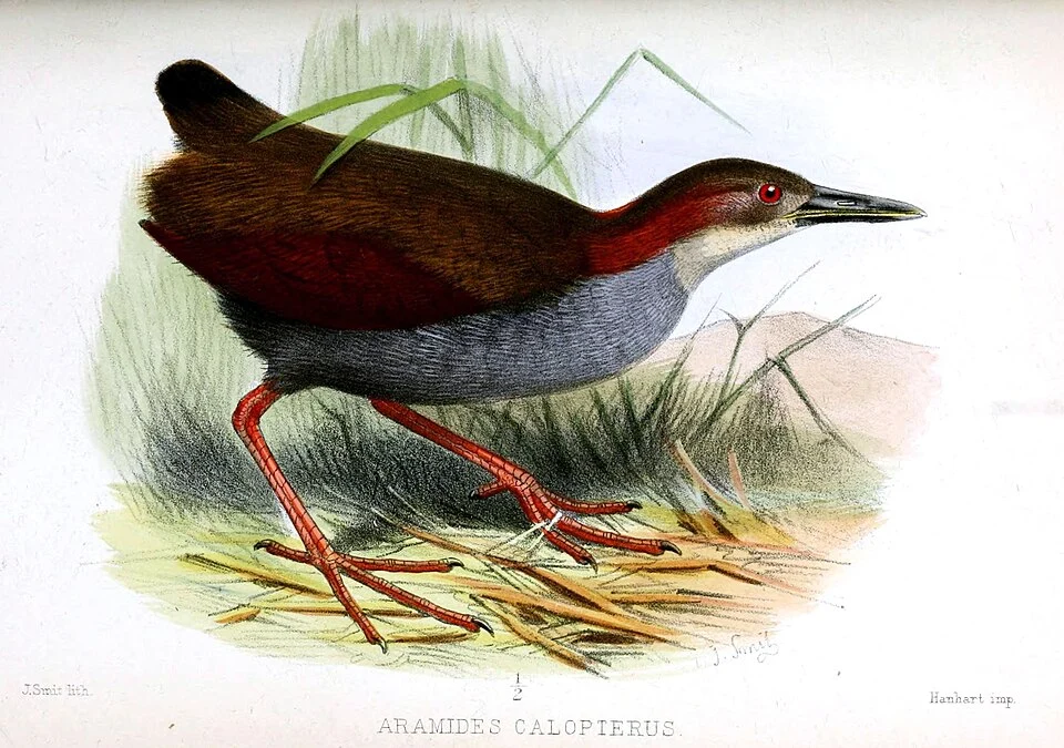 Aramides calopterus