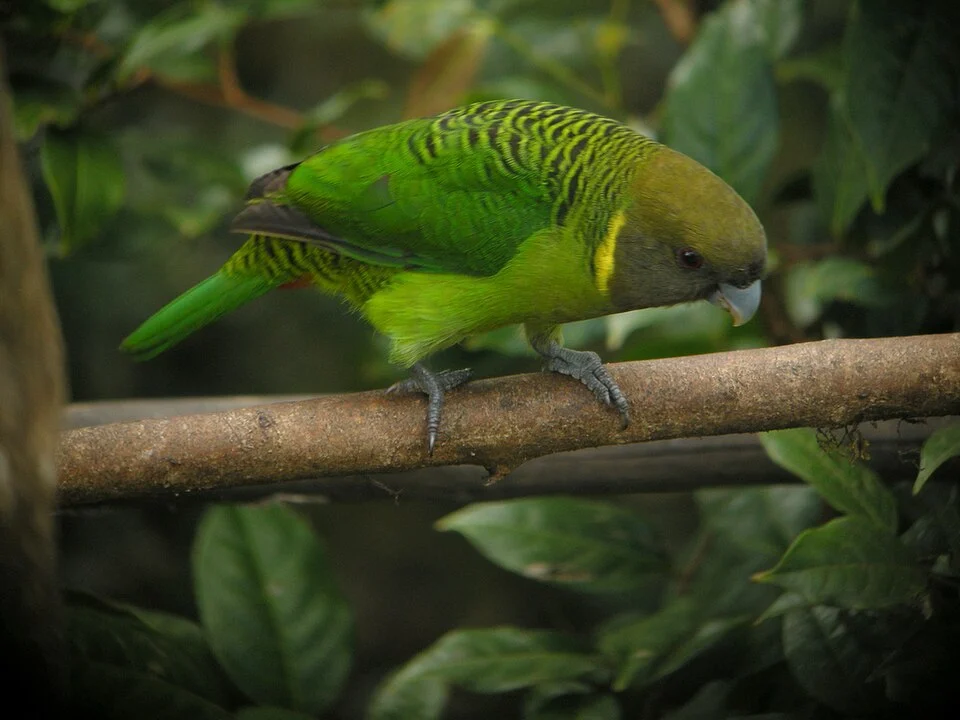A male Brehm's Tiger Parrot in Papua New Guinea.