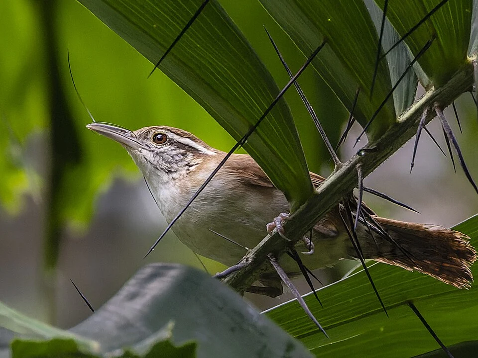 An Antioquia Wren, gathering nesting material?