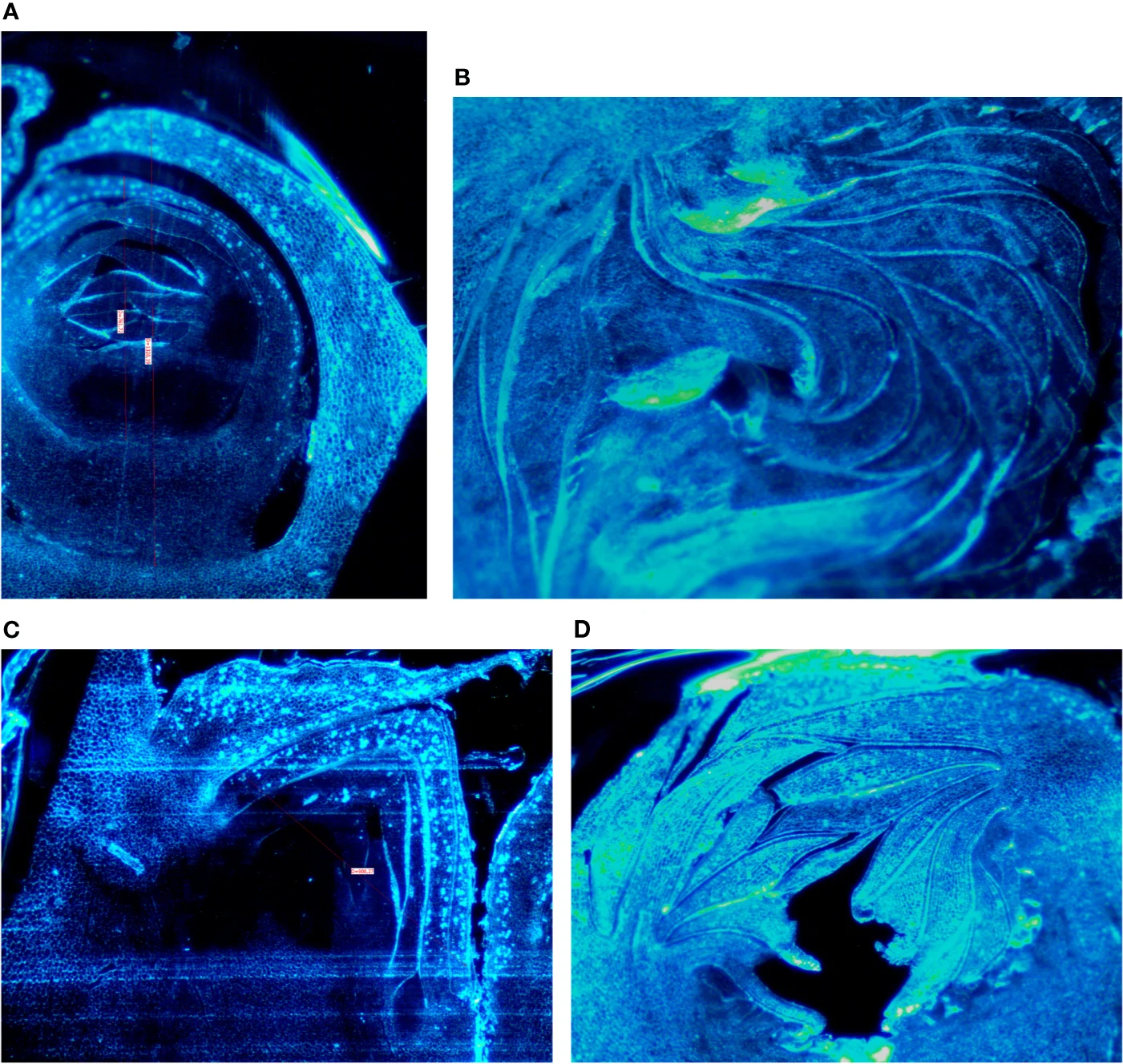 Four microscope views of fig fruit-bud sections with scale bars.