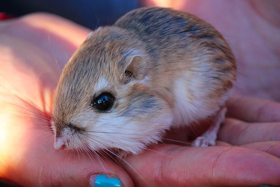 Merriam's kangaroo rat (Dipodomys merriami) captured as part of a biological survey with Sacramento City College.