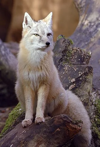 Zoo, Amersfoort Holland