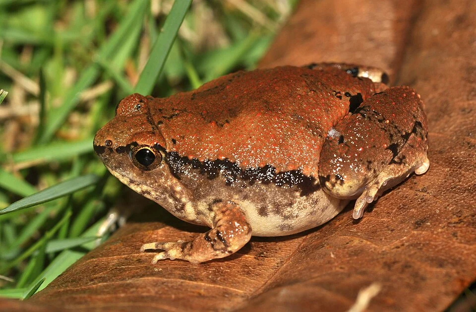 Side view of M.rubra from pondicherry