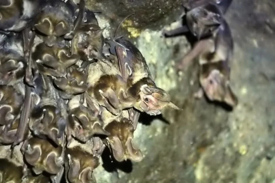 Otomops harrisoni
