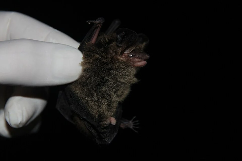 Southern Big-eared Brown Bat (Histiotus magellanicus) captured in mist net in Bío Bío Region, Chile