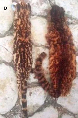 The holotype specimen of Leopardus narinensis (right) beside a tigrina specimen (left).